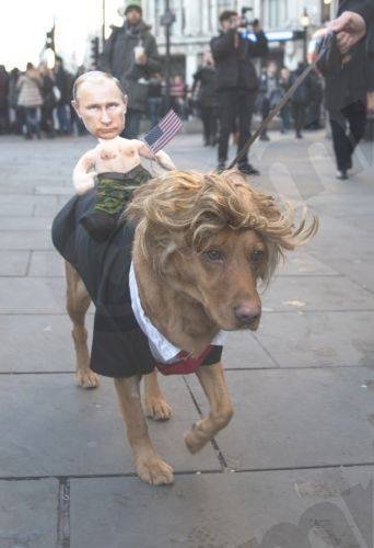 Trump Dog