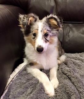 Youki Sheltie Pup Youki Sheltie Pup