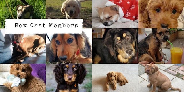 New Cast Members - Dogs On Camera