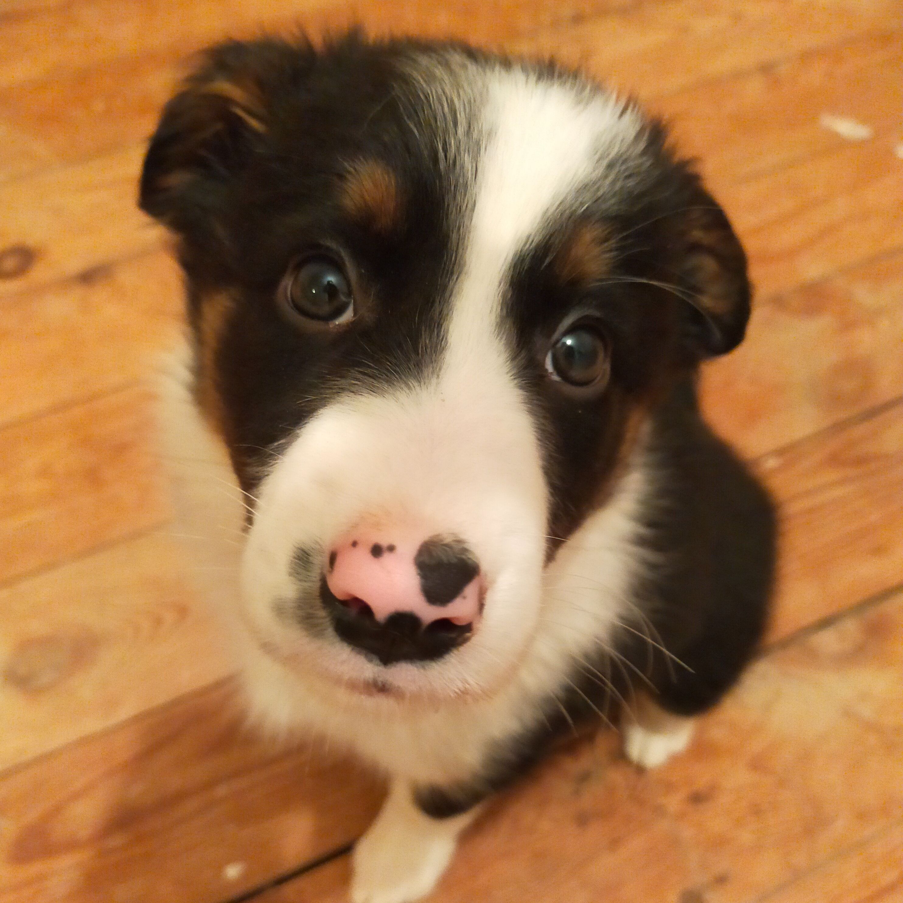 are newborn border collies have pink and black nose